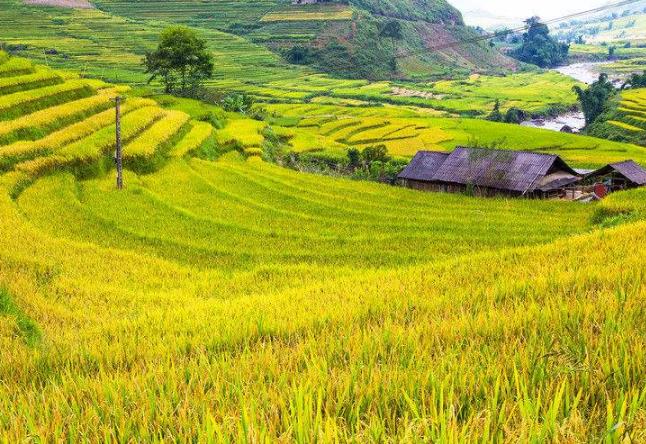 中國(guó)農(nóng)業(yè)未來五大發(fā)展趨勢(shì)