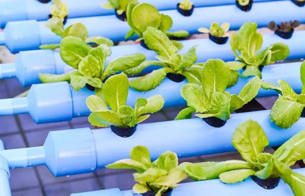 國家要重點(diǎn)建設(shè)1000個(gè)鄉(xiāng)村振興示范村鎮(zhèn)