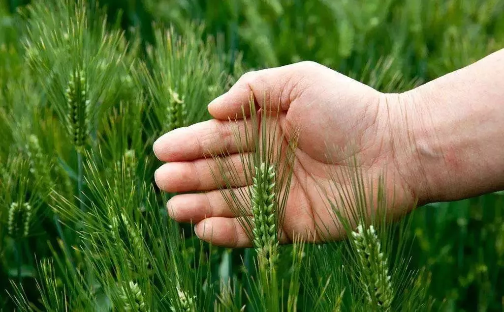 國家要重點(diǎn)建設(shè)1000個(gè)鄉(xiāng)村振興示范村鎮(zhèn)