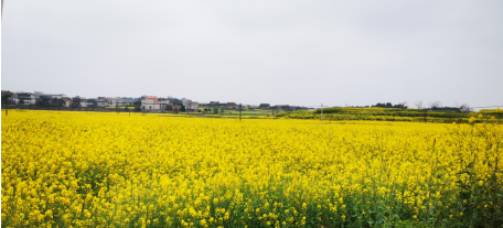 壯大特色優勢產業，栗江鎮創建國家農業產業強鎮可期